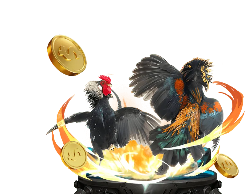 Tìm hiểu kỹ về chiến kê trước khi đặt cược mb66 game